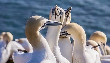 九游游戏中心-PSG.LGD阵容深度不断增强，psg lgd队服