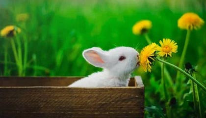 九游游戏中心-PSG.LGD阵容深度不断增强，psg lgd队服