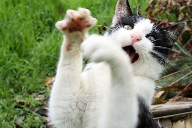 _猛龙展现韧性，逆转赢得关键战_，猛龙yuta