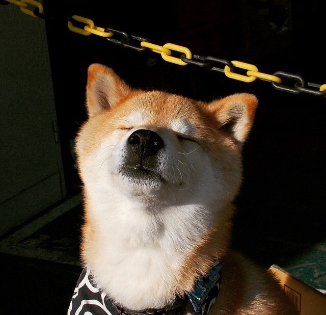 比利时马术队在2024年巴黎奥运会上表现出色，获得团体障碍赛第五名，创造历史最佳成绩。