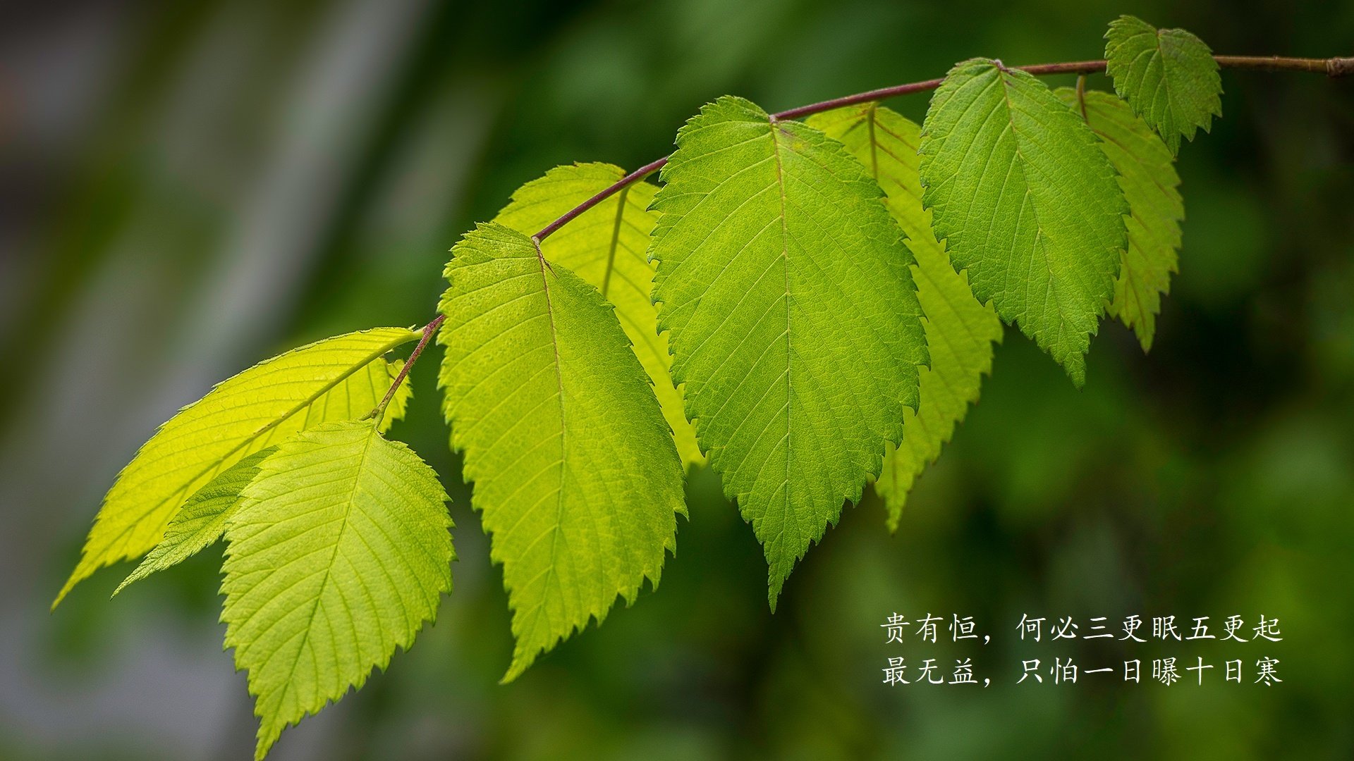 凯泽斯劳滕队稳固防守再次取得胜利，凯泽斯劳滕夺冠主力