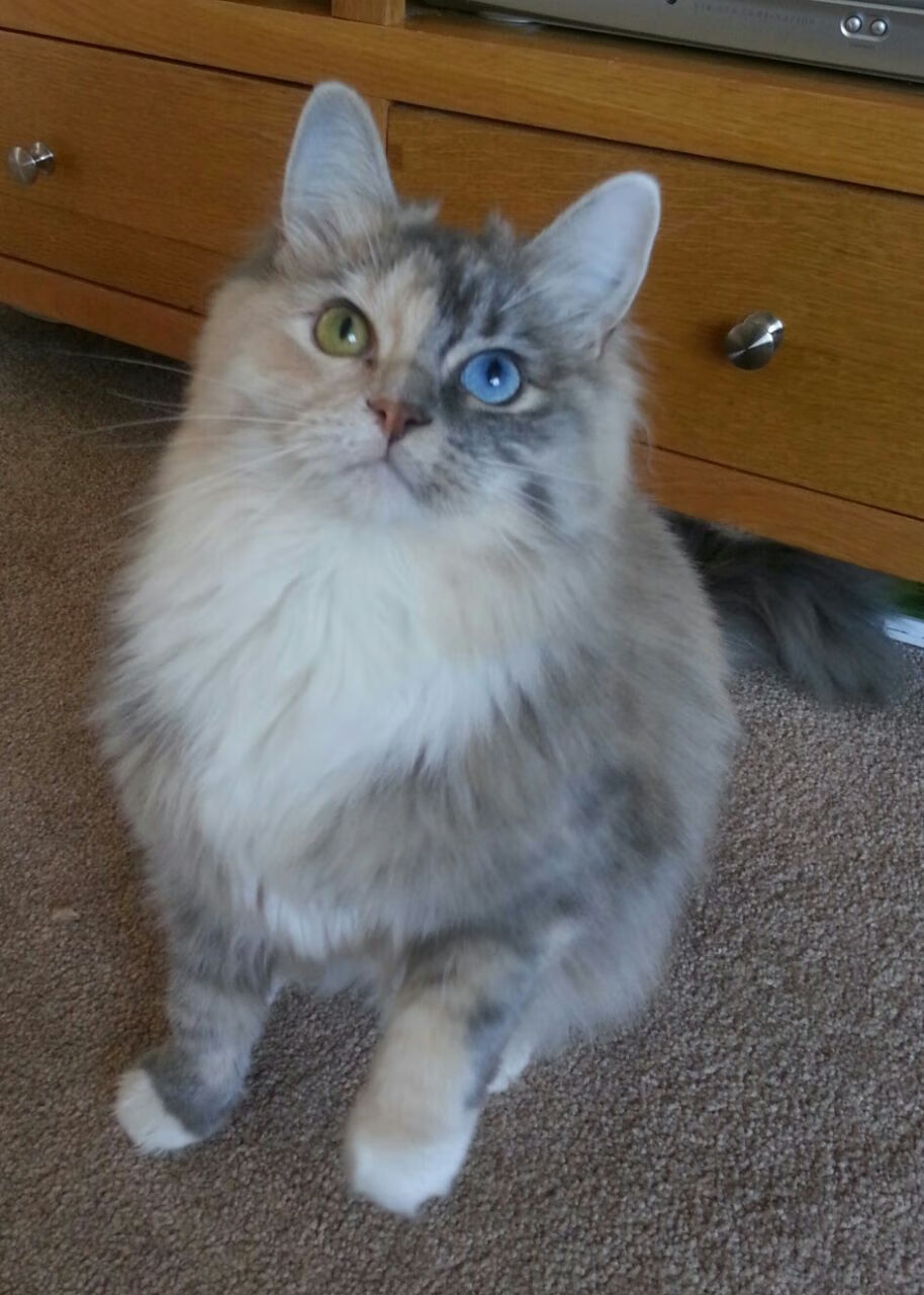 九游登录入口-尤文图斯前锋连续两场破门，助球队保持连胜，尤文图斯前锋是谁