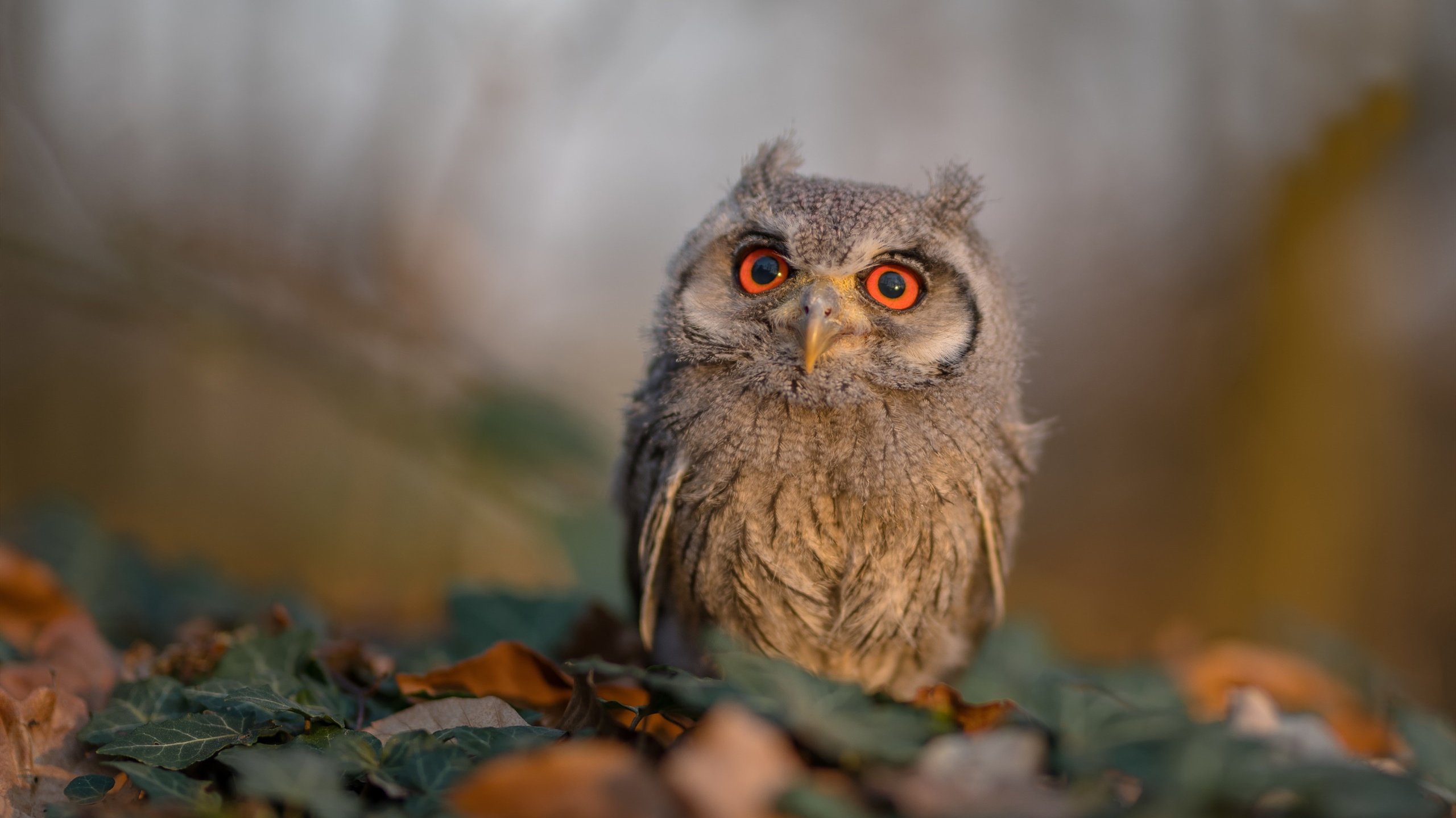 九游官网pc-加拿大小组赛中频频获胜，奥运预选赛士气高昂