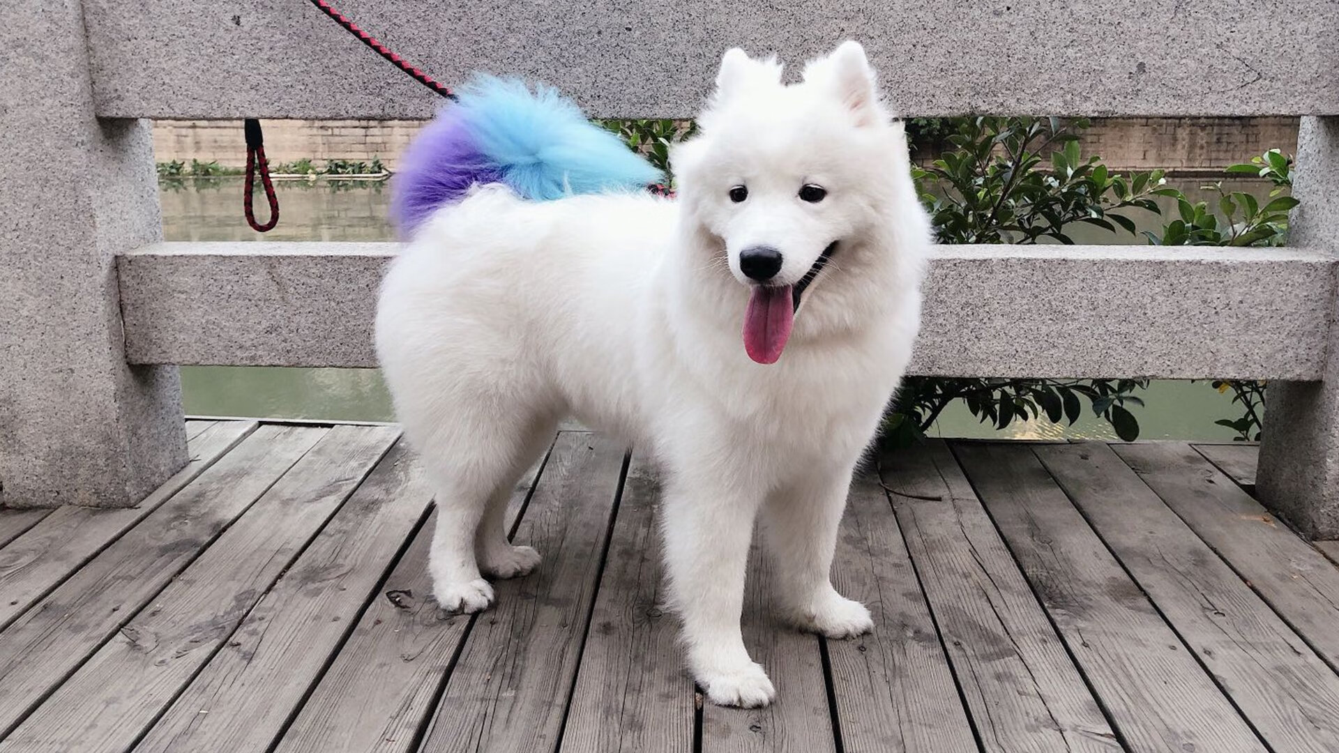 瑞士自由泳短程速度惊人，瑞士自由吗