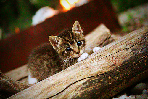 瑞士自由泳短程速度惊人，瑞士自由吗